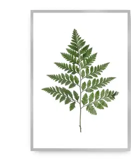 Obrazy Plagát Fern Green