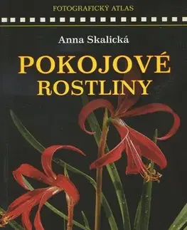 Izbové rastliny POKOJOVE ROSTLINY FOTOGRAF ATL