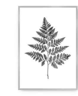 Obrazy Plagát Fern Grey