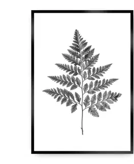 Obrazy Plagát Fern Grey