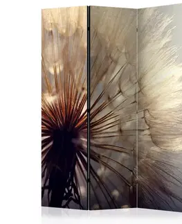 Paravány Paraván Dandelion Kiss Dekorhome