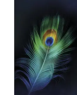 Obrazy Plátno maľba Peacock Eye