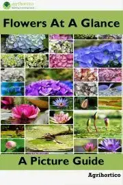 Hobby - ostatné Flowers at a Glance