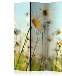 Paravány Paraván Daisies - spring meadow Dekorhome