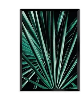Obrazy Plagát Dark Palm Tree