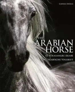 Fotografia Arabian Horse