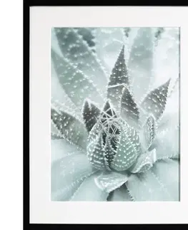Obrazy Obraz Succulents III 40x50xcm
