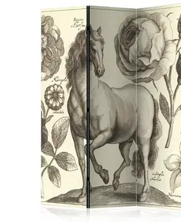 Paravány Paraván Horse Dekorhome