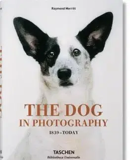 Fotografia Dogs - Raymond