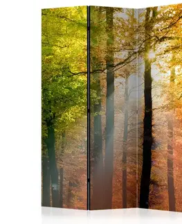 Paravány Paraván Forest Colours Dekorhome