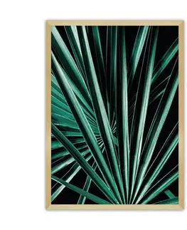 Obrazy Plagát Dark Palm Tree