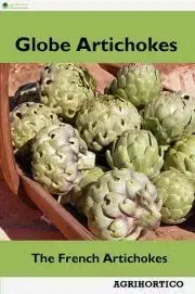Hobby - ostatné Globe Artichokes