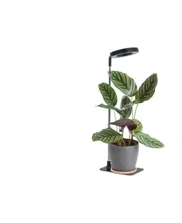 Lampy  LED stmievateľná stolná lampa na pestovanie rastlín VERDI LED/5W/5V 1300K čierna 004321