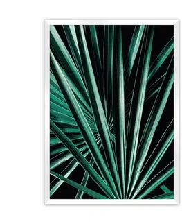 Obrazy Plagát Dark Palm Tree