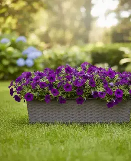Záhradné kvetináče ProsperPlast Kvetináč RATOLLA CASE | mocca 58,7 cm