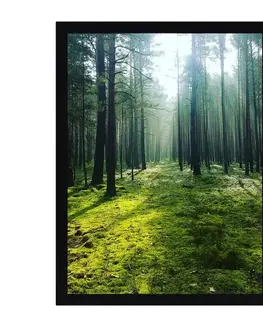 Obrazy Obraz Green Forest 30x40cm