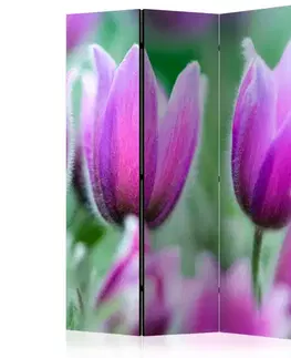 Paravány Paraván Purple spring tulips Dekorhome