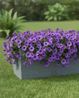 Záhradné kvetináče ProsperPlast Kvetináč FURU CASE | betón 39,5 cm