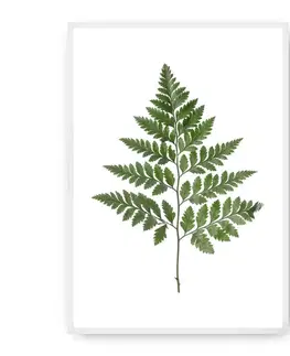 Obrazy Plagát Fern Green