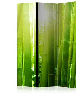 Paravány Paraván Sun and bamboo Dekorhome
