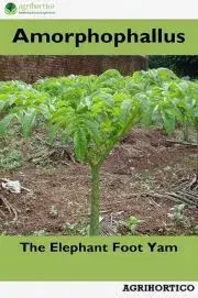 Hobby - ostatné Amorphophallus