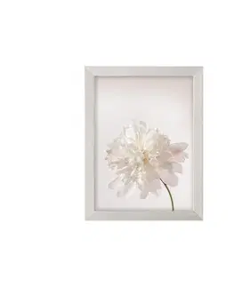 Obrazy Obraz Peony III 18x24cm silver