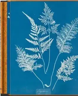 Fotografia Anna Atkins - Cyanotypes