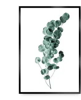 Obrazy Plagát Eucalyptus Emerald Green