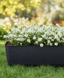 Záhradné kvetináče ProsperPlast Kvetináč RATOLLA  P | antracit 49,2 cm