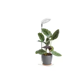 Lampy  LED stmievateľná stolná lampa na pestovanie rastlín VERDI LED/5W/5V 1300K biela 004320