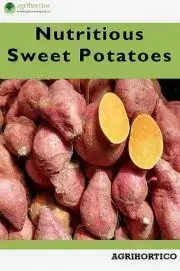 Hobby - ostatné Nutritious Sweet Potatoes