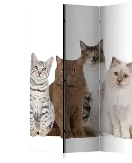 Paravány Paraván Sweet Cats Dekorhome