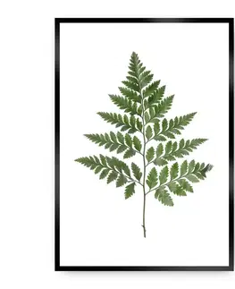 Obrazy Plagát Fern Green