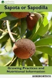 Hobby - ostatné Sapota or Sapodilla
