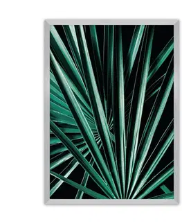 Obrazy Plagát Dark Palm Tree