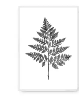 Obrazy Plagát Fern Grey