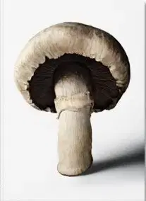 Fotografia The Gourmands Mushroom. A Collection of Stories & Recipes - The Gourmand