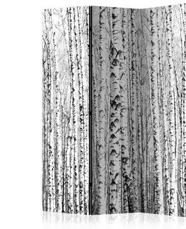 Paravány Paraván Birch forest Dekorhome