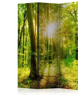 Paravány Paraván Forest Rays Dekorhome