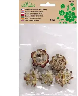 Bytové dekorácie Dekorácia sušiny pubescens small prírodná 50g