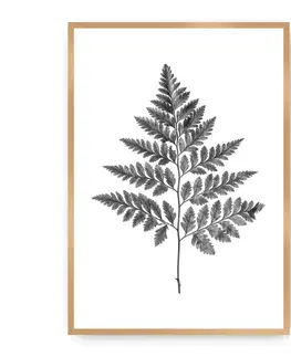 Obrazy Plagát Fern Grey