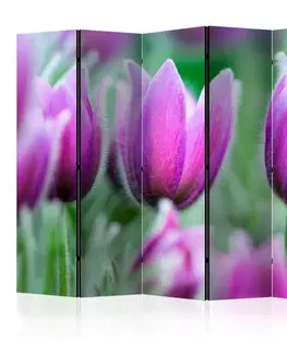 Paravány Paraván Purple spring tulips Dekorhome