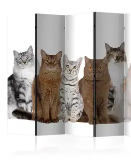 Paravány Paraván Sweet Cats Dekorhome