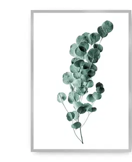 Obrazy Plagát Eucalyptus Emerald Green