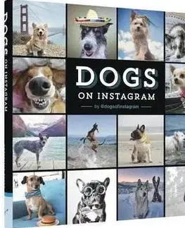Psy, kynológia Dogs On Instagram