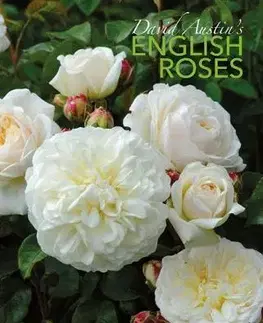 Okrasná záhrada David Austin's English Roses - David Austin