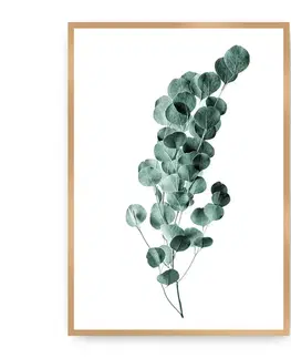 Obrazy Plagát Eucalyptus Emerald Green