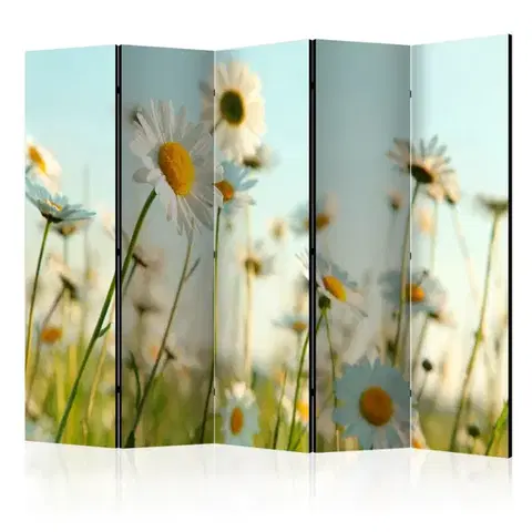 Paravány Paraván Daisies - spring meadow Dekorhome