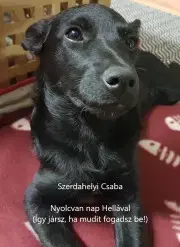 Psy, kynológia Nyolcvan nap Hellával - Szerdahelyi Csaba