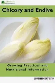 Hobby - ostatné Chicory and Endive